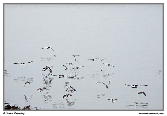 Ruddy Turnstone (Steenloper) and Eurasian Oystercatcher (Scholekster) at the island Terschelling in the Wadden Sea