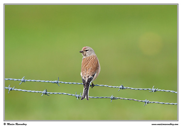 Linnet (Kneu) at the island Terschelling in the Wadden Sea
