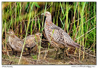 Pheasants