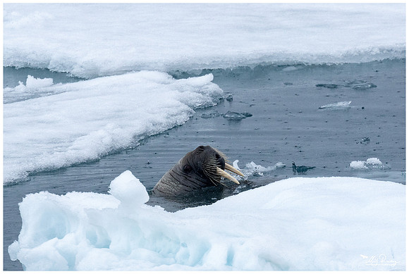 Walrus at Torellneset at the south west coast of the Nordaustlandet Island.