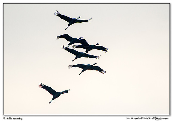 Common Crane (Kraanvogel) near Linum and surrounding areas