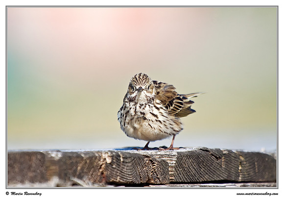Meadow Pipit (Graspieper) at the island Terschelling in the Wadden Sea