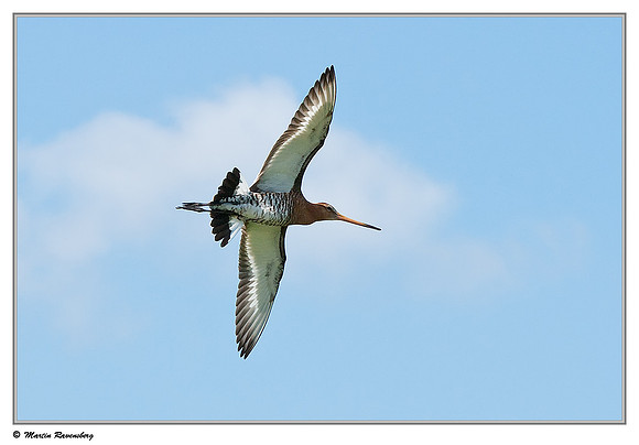 Black-tailed Godwit (Grutto) near Hazerswoude in the meadow birds reserve De Wilck