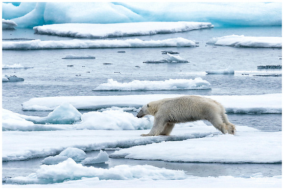 Polar Bear (IJsbeer) at Vibebukta, at the south west coast of the Nordaustlandet Island.