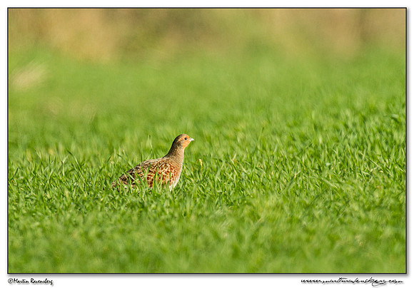 Grey Partridge (Patrijs) near Linum and surrounding areas