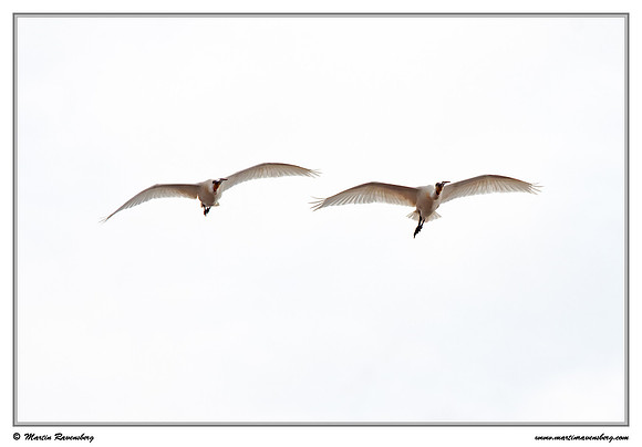 Eurasian Spoonbill or Common Spoonbill (Lepelaar) at the island Terschelling in the Wadden Sea