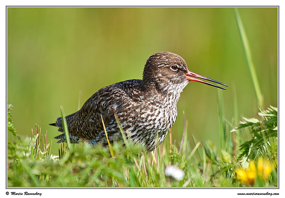 Common Redshank (Tureluur) at the island Terschelling in the Wadden Sea