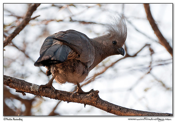 Grey Go-away-bird (Witbuiktoerako) at the Pilanesberg National Park