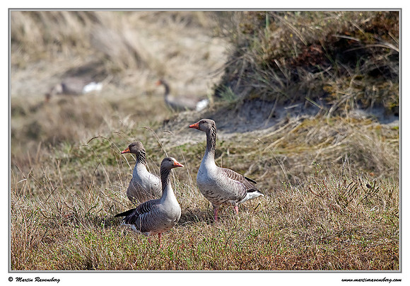 Greylag Goose (Grauwe Gans) at the island Terschelling in the Wadden Sea