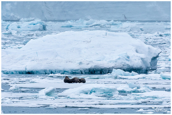 Walrus on drift ice at Torellneset at the south west coast of the Nordaustlandet Island.