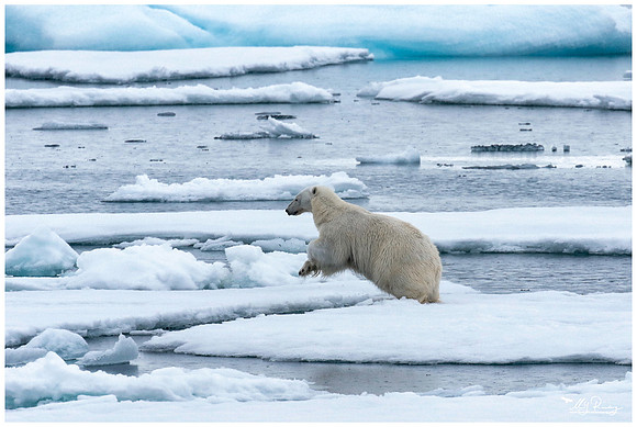 Polar Bear (IJsbeer) at Vibebukta, at the south west coast of the Nordaustlandet Island.