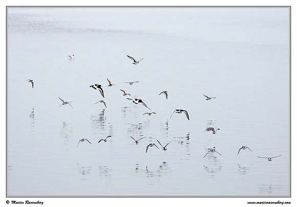 Ruddy Turnstone (Steenloper) and Eurasian Oystercatcher (Scholekster) at the island Terschelling in the Wadden Sea