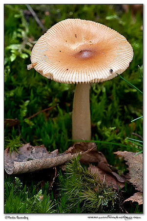 Tawny Grisette / Roodbruine Slanke Amaniet (Amanita fulva) at the Hoge Veluwe National Park