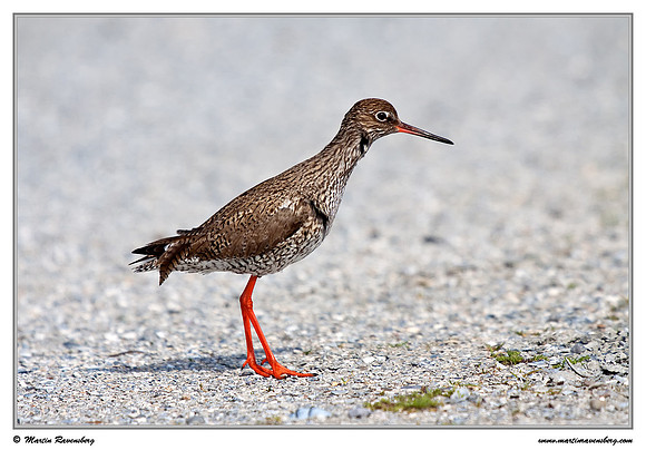 Common Redshank (Tureluur) at the island Terschelling in the Wadden Sea