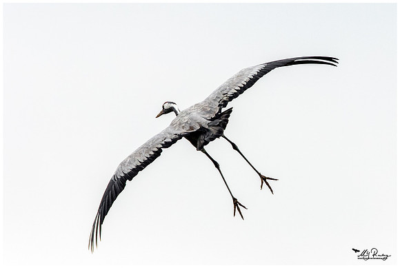 Common Crane (Kraanvogel) at the National Park Vorpommersche Boddenlandschaft and surrounding areas