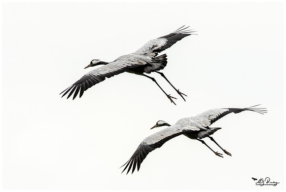 Common Crane (Kraanvogel) at the National Park Vorpommersche Boddenlandschaft and surrounding areas