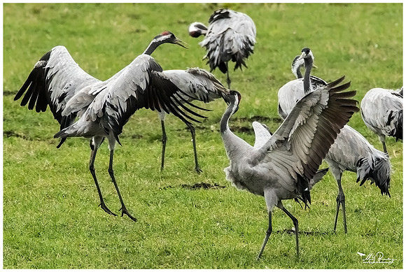 Common Crane (Kraanvogel) at the National Park Vorpommersche Boddenlandschaft and surrounding areas