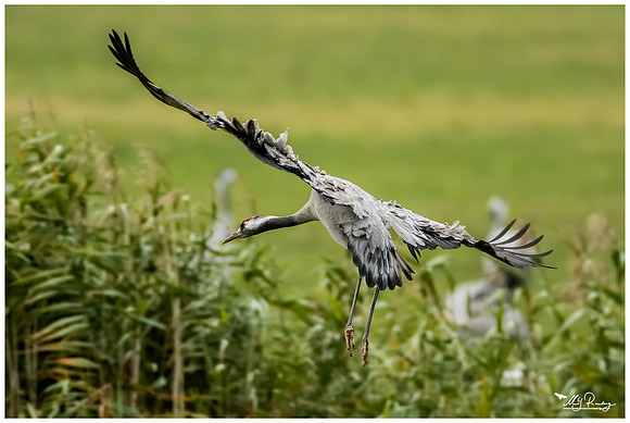 Common Crane (Kraanvogel) at the National Park Vorpommersche Boddenlandschaft and surrounding areas