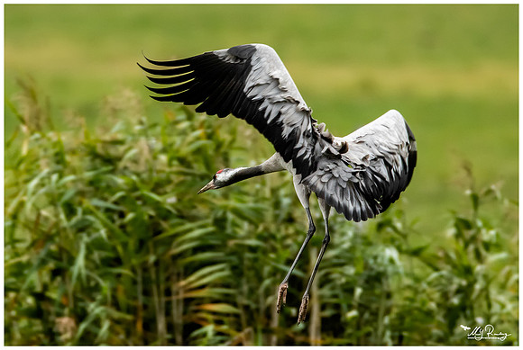 Common Crane (Kraanvogel) at the National Park Vorpommersche Boddenlandschaft and surrounding areas