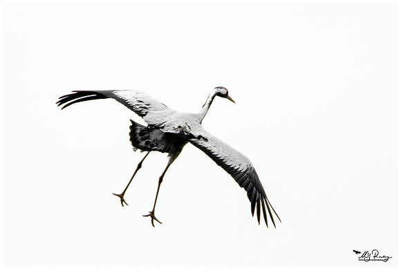 Common Crane (Kraanvogel) at the National Park Vorpommersche Boddenlandschaft and surrounding areas
