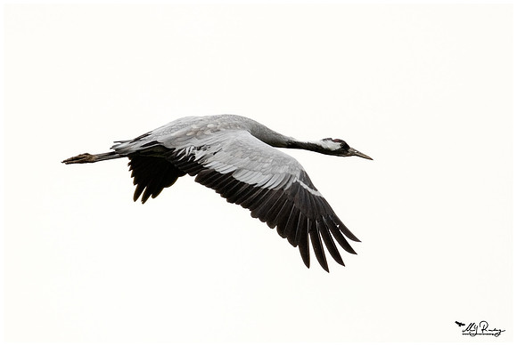 Common Crane (Kraanvogel) at the National Park Vorpommersche Boddenlandschaft and surrounding areas