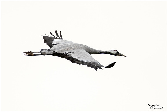 Common Crane (Kraanvogel) at the National Park Vorpommersche Boddenlandschaft and surrounding areas
