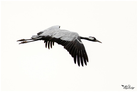 Common Crane (Kraanvogel) at the National Park Vorpommersche Boddenlandschaft and surrounding areas