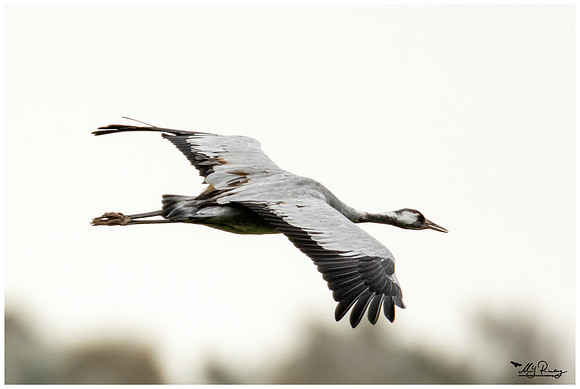 Common Crane (Kraanvogel) at the National Park Vorpommersche Boddenlandschaft and surrounding areas