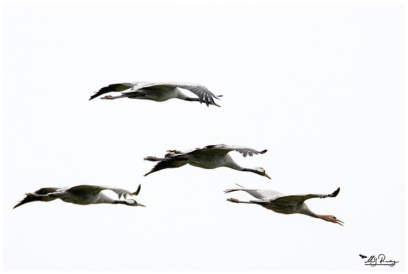 Common Crane (Kraanvogel) at the National Park Vorpommersche Boddenlandschaft and surrounding areas