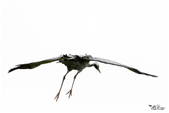 Common Crane (Kraanvogel) at the National Park Vorpommersche Boddenlandschaft and surrounding areas