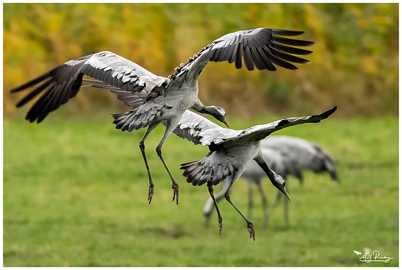 Common Crane (Kraanvogel) at the National Park Vorpommersche Boddenlandschaft and surrounding areas