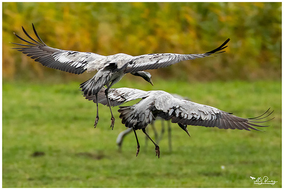Common Crane (Kraanvogel) at the National Park Vorpommersche Boddenlandschaft and surrounding areas