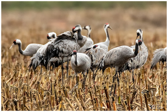 Common Crane (Kraanvogel) at the National Park Vorpommersche Boddenlandschaft and surrounding areas