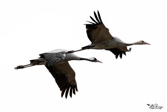 Common Crane (Kraanvogel) at the National Park Vorpommersche Boddenlandschaft and surrounding areas