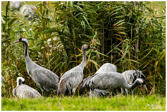Common Crane (Kraanvogel) at the National Park Vorpommersche Boddenlandschaft and surrounding areas