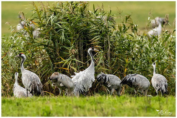 Common Crane (Kraanvogel) at the National Park Vorpommersche Boddenlandschaft and surrounding areas