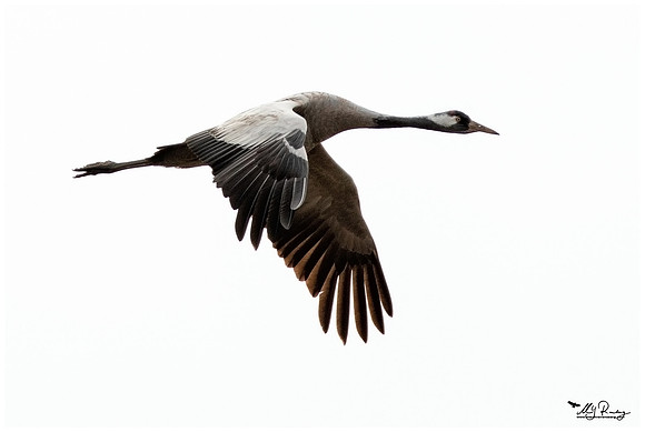 Common Crane (Kraanvogel) at the National Park Vorpommersche Boddenlandschaft and surrounding areas