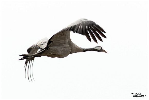 Common Crane (Kraanvogel) at the National Park Vorpommersche Boddenlandschaft and surrounding areas