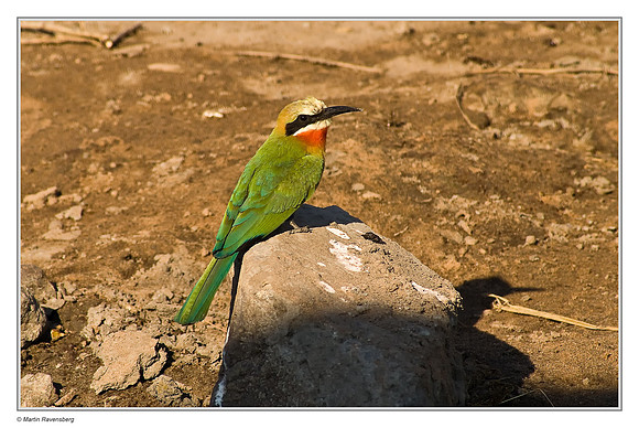 White-fronted Bee-eater