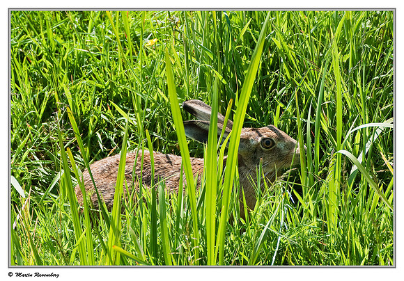 European Hare (Haas) at the Berkenwoudse Lage Boezem near Berkenwoude