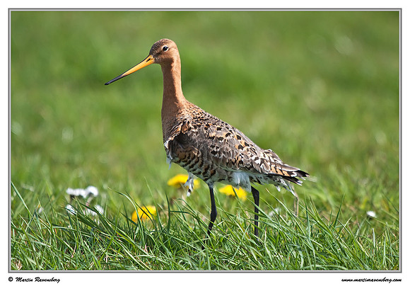 Black-tailed Godwit (Grutto) at the island Terschelling in the Wadden Sea