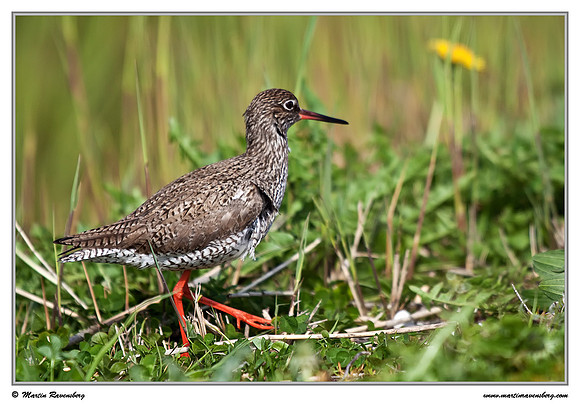 Common Redshank (Tureluur) at the island Terschelling in the Wadden Sea