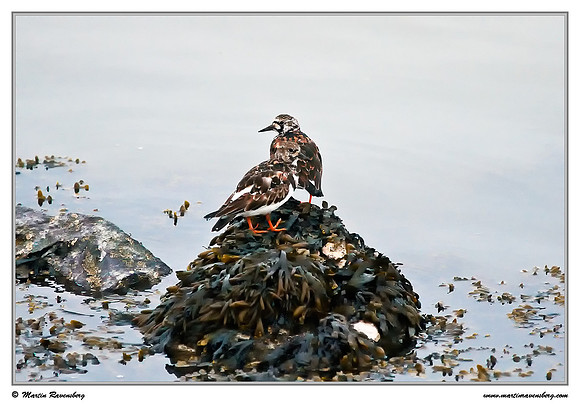 Ruddy Turnstone (Steenloper) at the island Terschelling in the Wadden Sea
