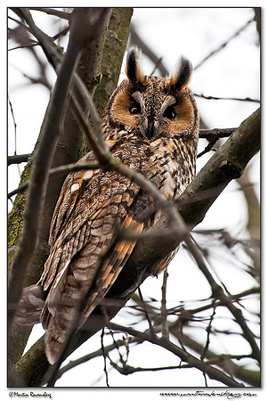Long-eared Owl (Ransuil) near Zwammerdam