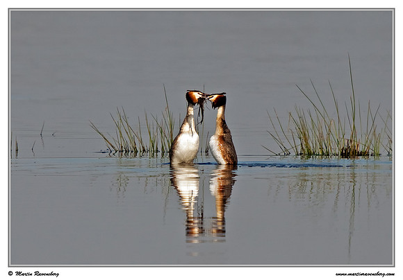 Mating Great Crested Grebe (Fuut) at the Groene Jonker nature area near Nieuwkoop