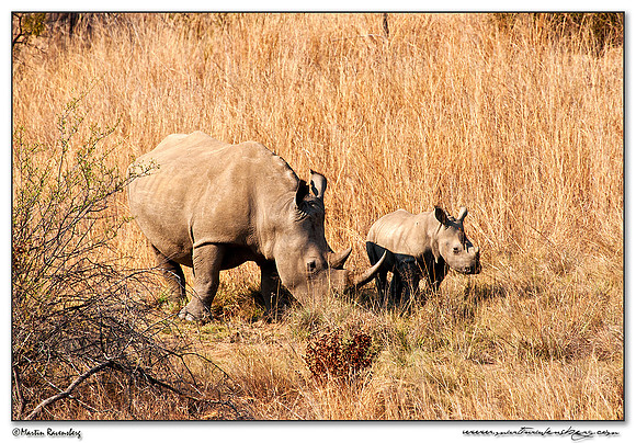 White Rhinoceros (Witte Neushoorn) at the Pilanesberg National Park