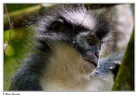Apes & Primates