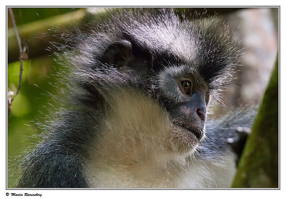 Thomas's Leaf Monkey in the Gunung Leuser National Park at Bukit Lawang