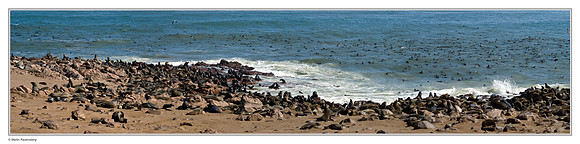 A colony of Cape Fur Seals at Cape Cross