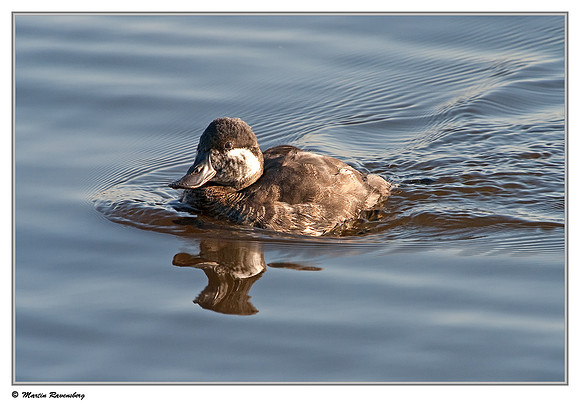 Ruddy Duck ♀ (Rosse Stekelstaart) at the Starrevaart lake near Stompwijk